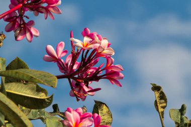 Çiçek açan kırmızı Frangipani Çiçekleri parlak mavi gökyüzü arka planında