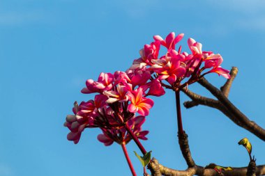 Çiçek açan kırmızı Frangipani Çiçekleri parlak mavi gökyüzü arka planında