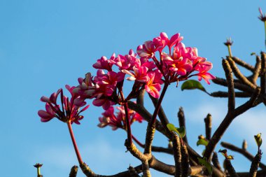 Çiçek açan kırmızı Frangipani Çiçekleri parlak mavi gökyüzü arka planında