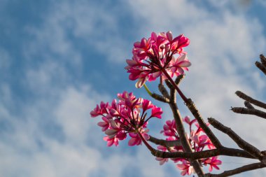 Çiçek açan kırmızı Frangipani Çiçekleri parlak mavi gökyüzü arka planında