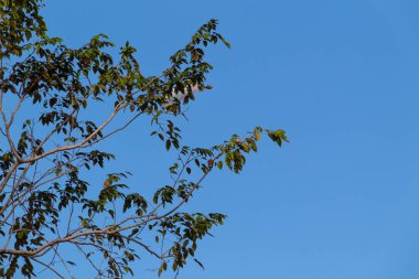 Mavi gökyüzüne karşı aşağıdan yeşil ağaç dallarının görüntüsü
