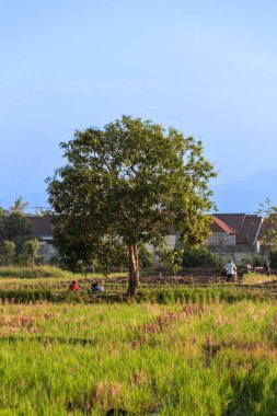 Pirinç ekme mevsiminde altında gölgelenen bir ağaç.
