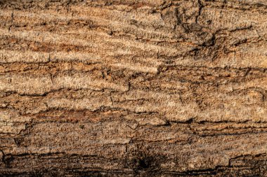 Kaba yüzeyi ve doğal deseni olan ağaç kabuğunun ayrıntılı dokusu