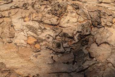 Kaba yüzeyi ve doğal deseni olan ağaç kabuğunun ayrıntılı dokusu