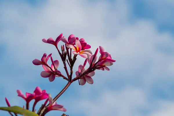 Stock image Blooming Red Frangipani Flowers on a bright blue sky background