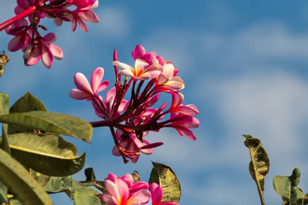 Stock image Blooming Red Frangipani Flowers on a bright blue sky background