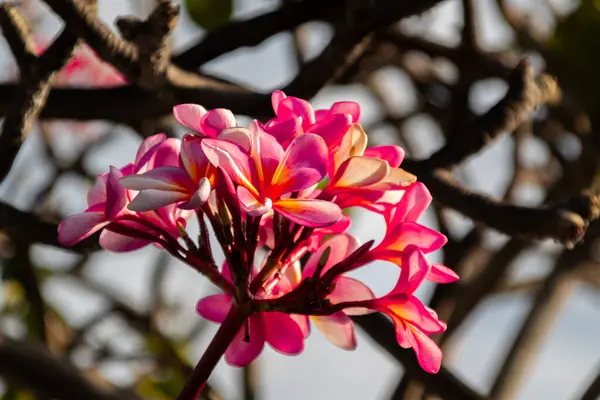 stock image Blooming Red Frangipani Flowers on a bright blue sky background