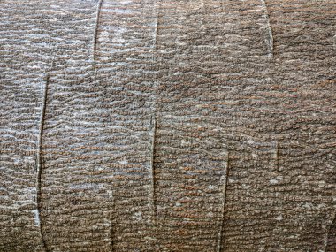 Kaba yüzeyi ve doğal deseni olan ağaç kabuğunun ayrıntılı dokusu