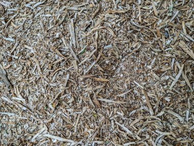 Bir makine tarafından tıraş edilen odun tozu.