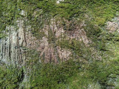 Arkaplan olarak yeşil yosun ile ağaç kabuğu örtüsü