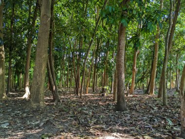 Doğu Lombok 'taki yağmur ormanlarına tropikal doğa ve ağaçlar dikildi.