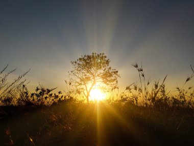 Baharın erken saatlerinde yapayalnız bir ağaç. Güneşin doğuşunda soğuk bir sabah..