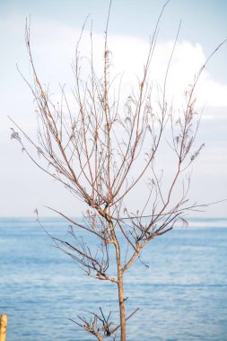 Gün boyunca siyah bir kumsalın kenarındaki tek bir ağaç.
