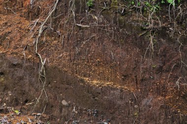 Yeraltı tabakası dünyanın bir kesitinde, toprağı bitki kökleriyle aşındırıyor.