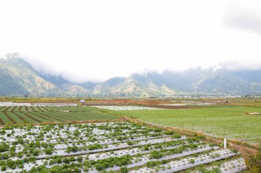 Sembalun, Lombok, Endonezya 'daki pirinç tarlalarının görüntüsü