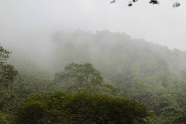 Misty Pusuk Sembalun Ormanı, Lombok Endonezya