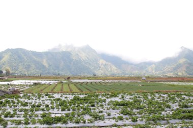 Sembalun, Lombok, Endonezya 'daki pirinç tarlalarının görüntüsü