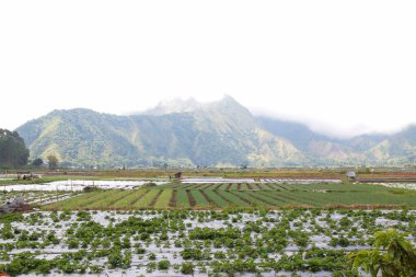 Sembalun, Lombok, Endonezya 'daki pirinç tarlalarının görüntüsü