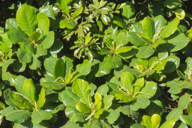 Yeşil yaprak arka plan dokusu. Yaprak bitkisi duvar kağıdı