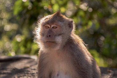 Ormandaki kahverengi maymun portresi