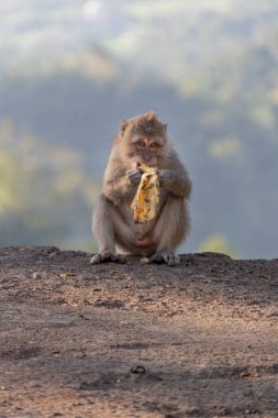 Şişko kahverengi maymun yolda oturup yemek yiyor.