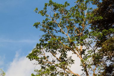 Parlak mavi gökyüzü arkaplanındaki ağaç dalı