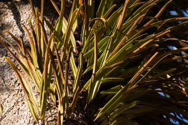 Kırmızı yapraklı süs bitkileri ağaç gövdelerinde yetişir.