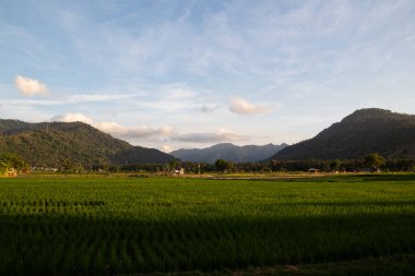 Hindistan cevizi ağaçlı yeşil pirinç tarlaları ve dağ manzaralı küçük kulübeler.
