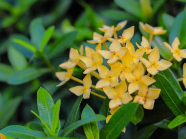 Yeşil yapraklı güzel sarı ixora çiçekleri, tropikal süs bitkileri