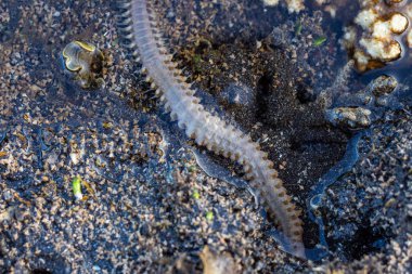 Sudaki deniz solucanları inanılmaz deniz hayvanları.