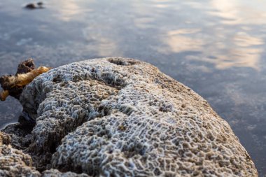 Beyin mercanlarının şaşırtıcı deseni dalgaların çekildiği sahilde karaya vurmuş.