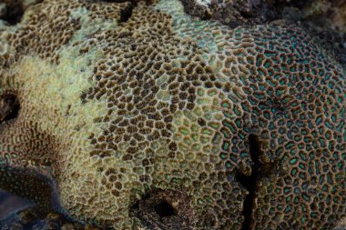 Beyin mercanlarının şaşırtıcı deseni dalgaların çekildiği sahilde karaya vurmuş.