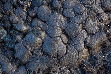Beyin mercanlarının şaşırtıcı desenleri dalgaların çekildiği sahilde karaya vurdu.