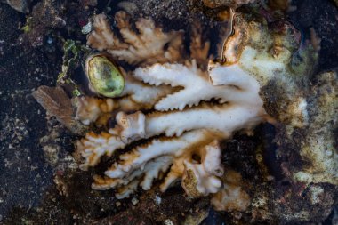 Sahildeki gelgitte mercanların yakınına.