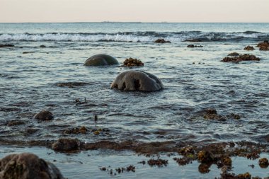 Akşamları mercan kayalık kıyılarında alçak gelgitte atmosfer