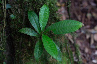 Tropikal yağmur ormanlarında yetişen küçük yeşil yaprak bitkisi.