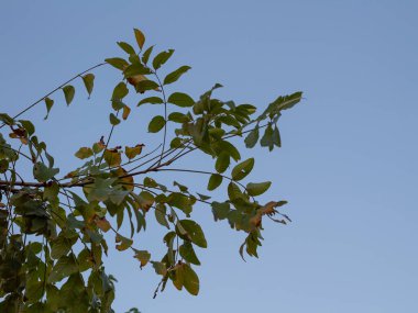 Ağaç dalları ve yoğun yapraklar Arkaplan olarak parlak gökyüzü