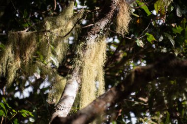 Tropikal bir yağmur ormanı dalında kuru yosun.