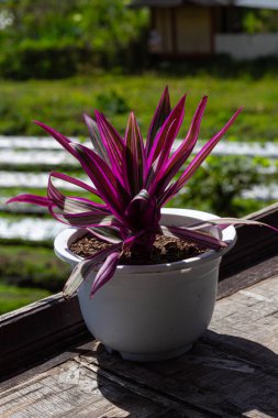 boat lily plant or Rhoeo spathacea plant in white plastic pot clipart