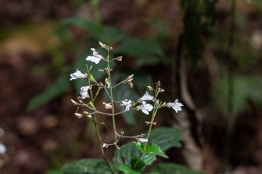 Eucalyptus flower Isopyrum thalictroides in the wild clipart