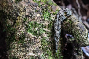 Yosun ağacı kabuğunun dokusunu kapat