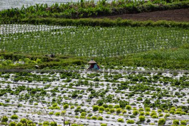 Sembalun 'daki pirinç tarlalarının 7 Haziran 2024 - Lombok, Endonezya