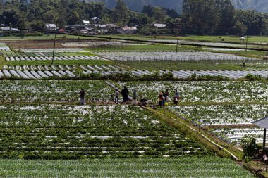 Sembalun 'daki pirinç tarlalarının 7 Haziran 2024 - Lombok, Endonezya