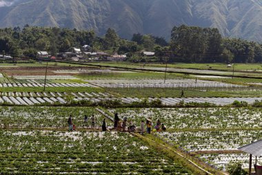 Sembalun 'daki pirinç tarlalarının 7 Haziran 2024 - Lombok, Endonezya