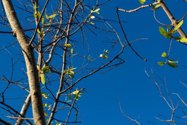 Parlak Mavi Gökyüzü Arkaplanlı Ağaç Dalları