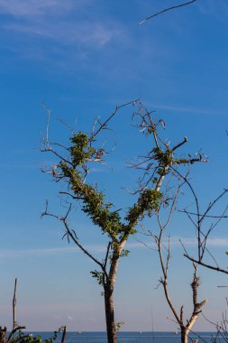 Parlak Mavi Gökyüzü Arkaplanlı Ağaç Dalları