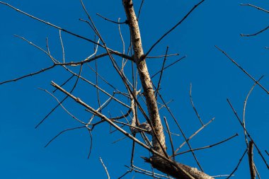 Parlak Mavi Gökyüzü Arkaplanlı Ağaç Dalları