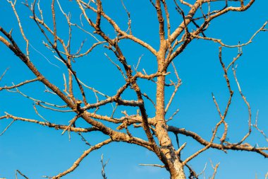 Parlak Mavi Gökyüzü Arkaplanlı Ağaç Dalları