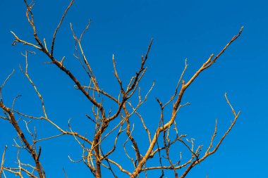 Parlak Mavi Gökyüzü Arkaplanlı Ağaç Dalları