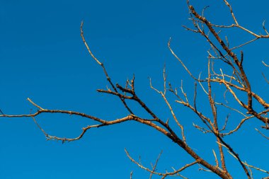 Parlak Mavi Gökyüzü Arkaplanlı Ağaç Dalları